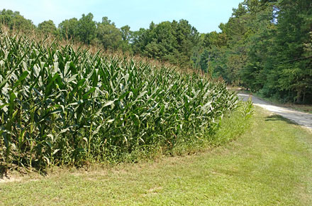 Nice Farm Type Living
